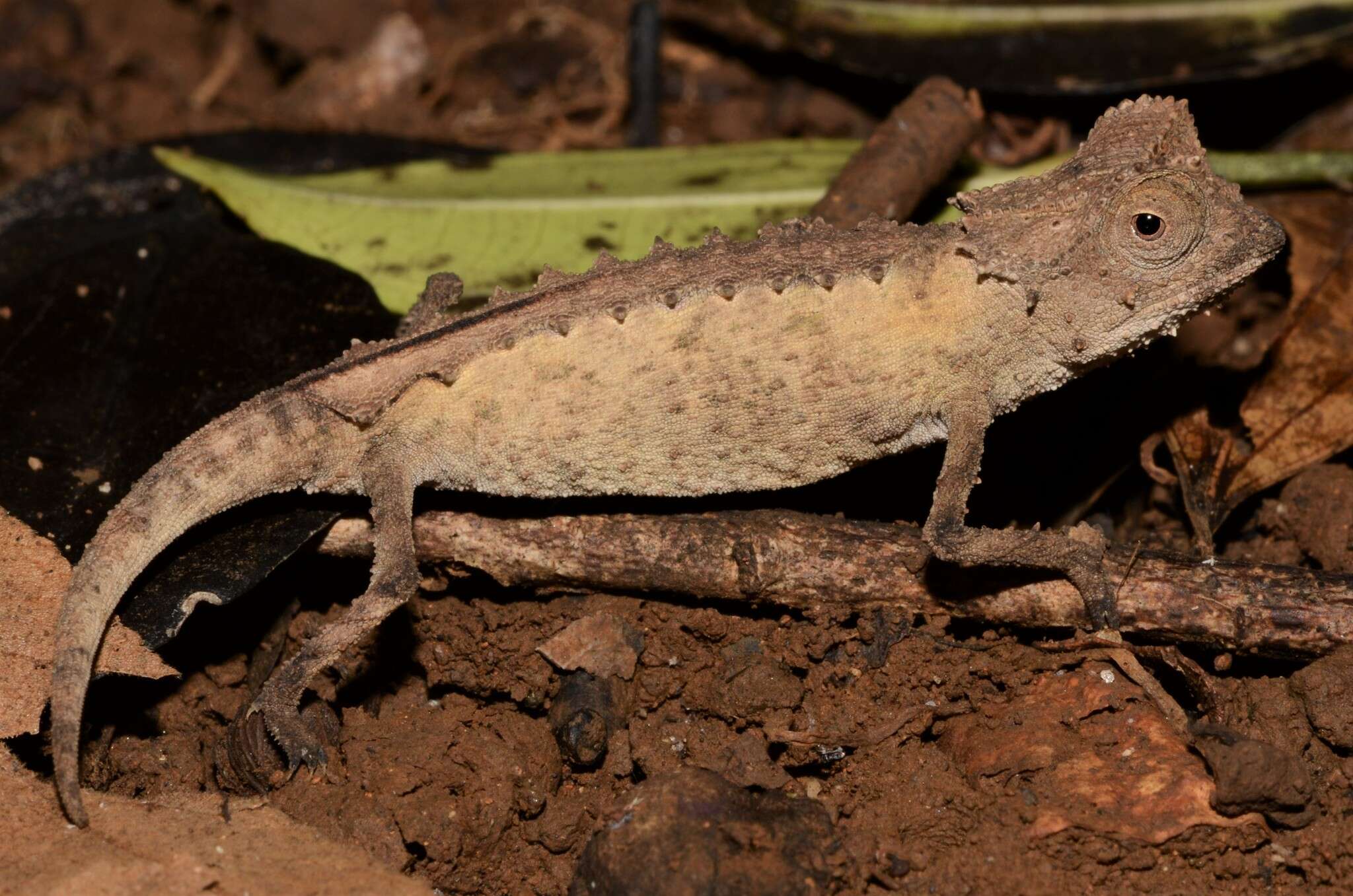 Image of Plated Leaf Chameleon