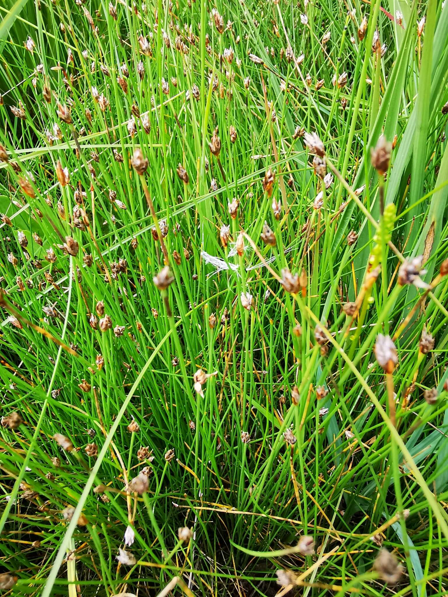 Imagem de Eleocharis quinqueflora (Hartmann) O. Schwarz