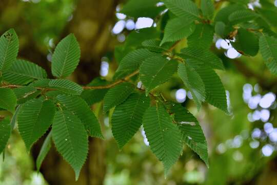 Image of Japanese Hornbeam