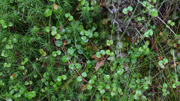 Image of Twinflower