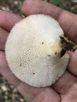 Image of Polyporus tuberaster (Jacq. ex Pers.) Fr. 1821