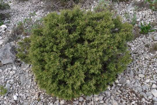 Image of Phoenician Juniper