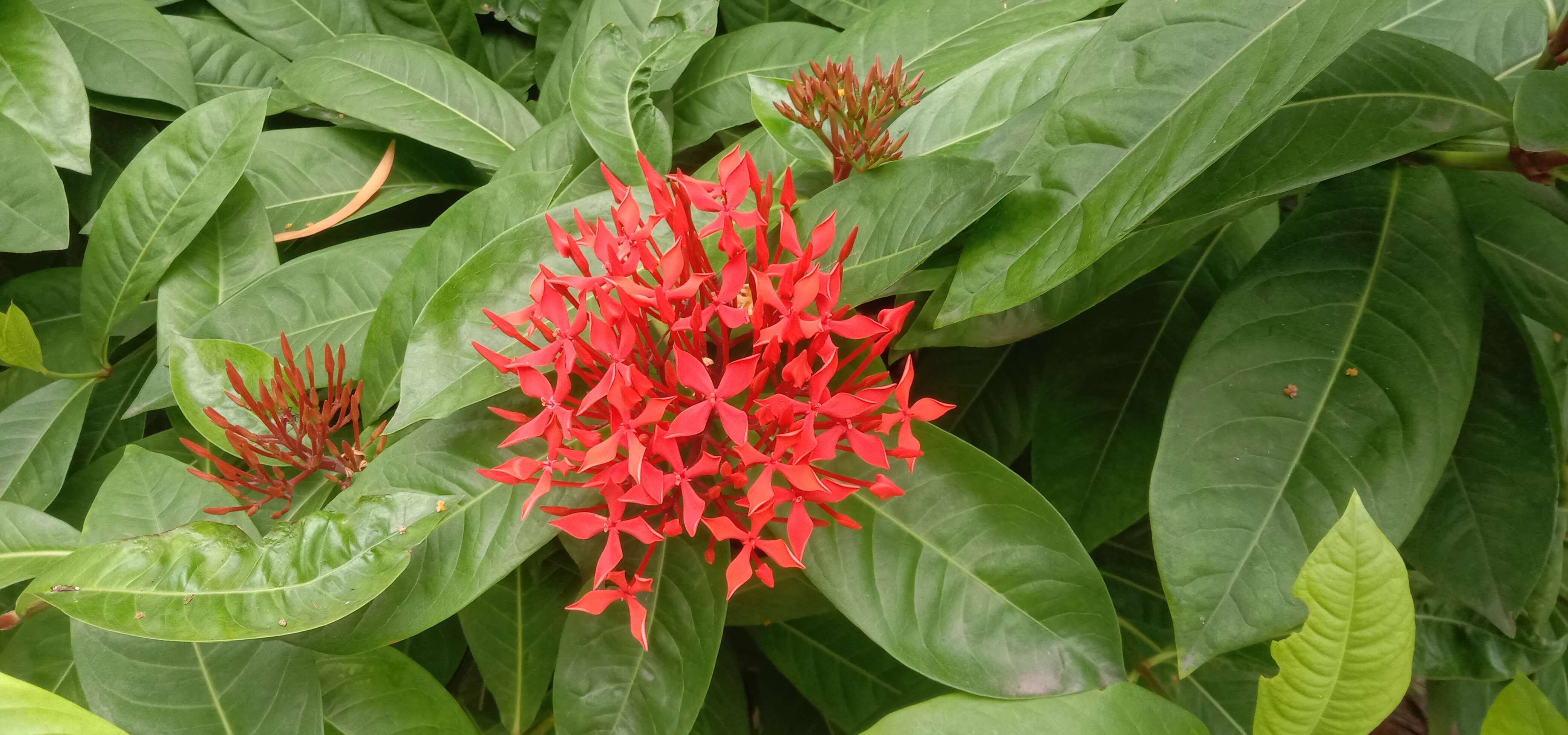 Image of Ixora chinensis Lam.