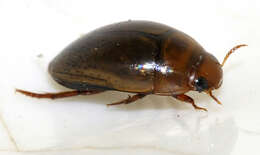 Image de Noterus clavicornis