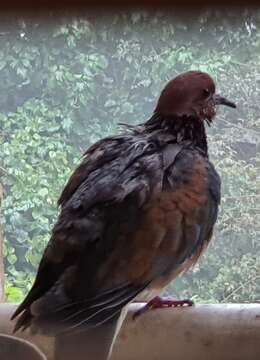 Image of Laughing Dove