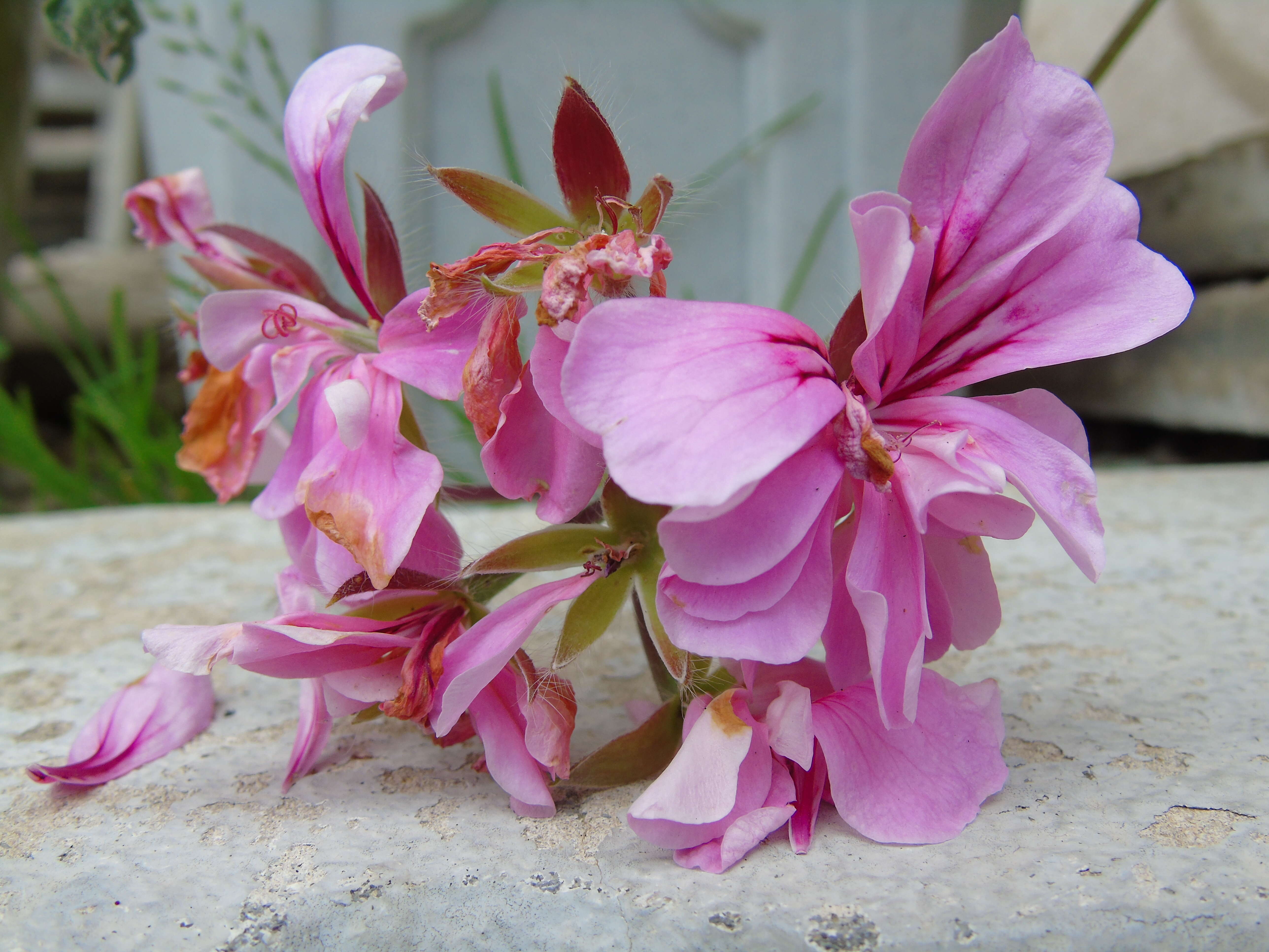 Image of Peltated Geranium