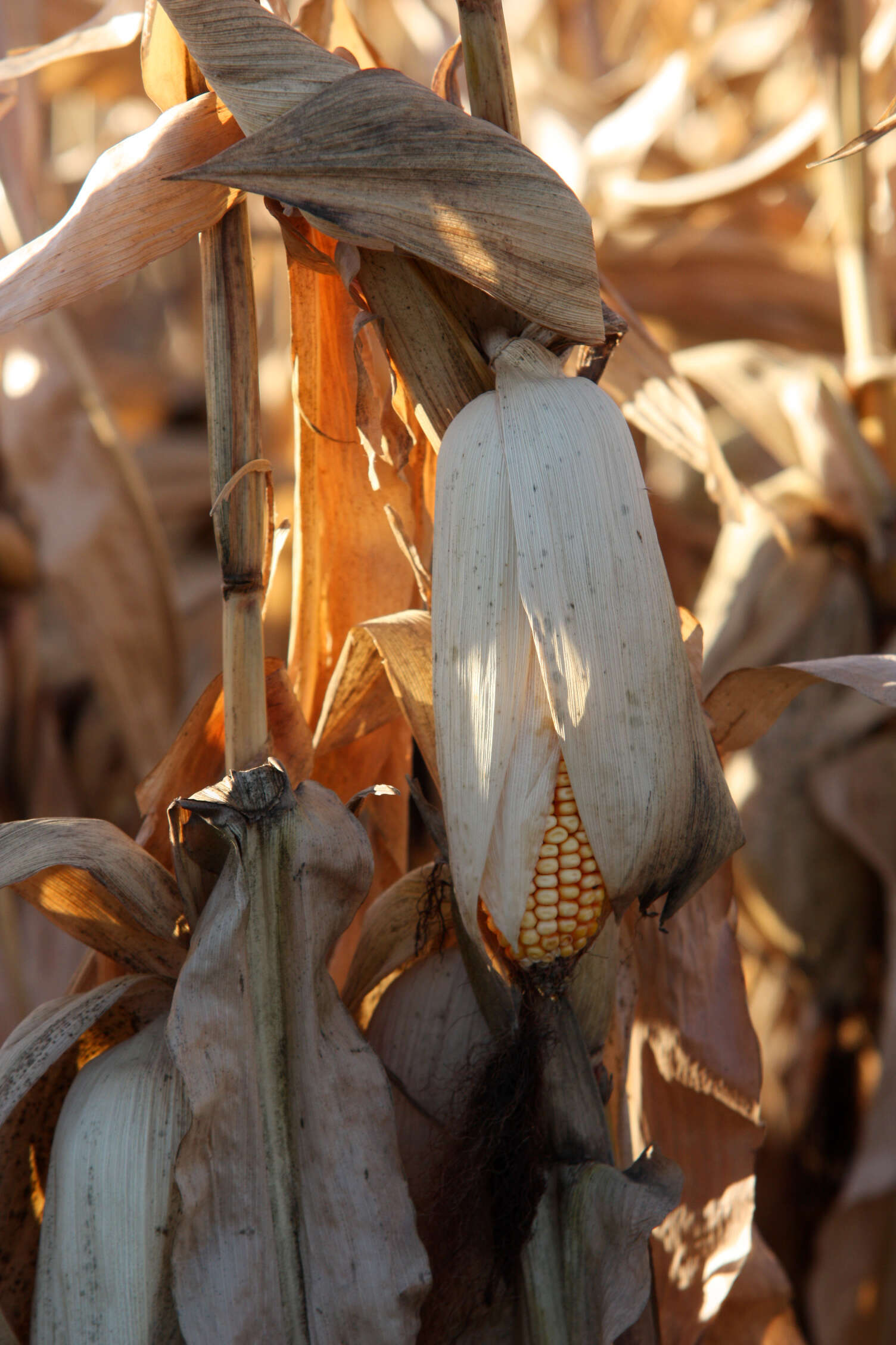 Imagem de Zea mays Saccharata