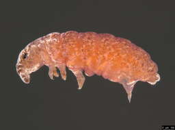 Image of Poduromorpha