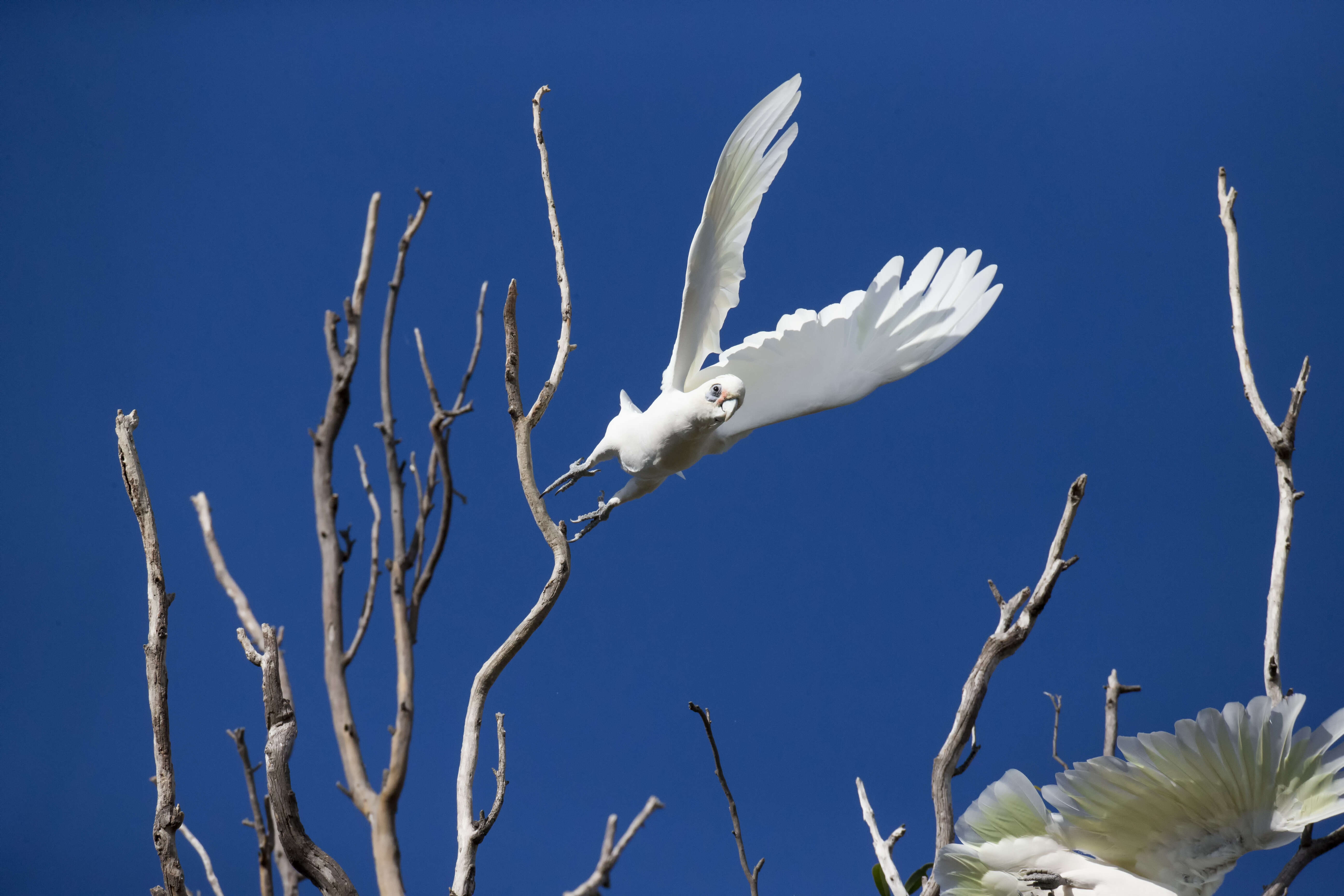 Image of Little Corella