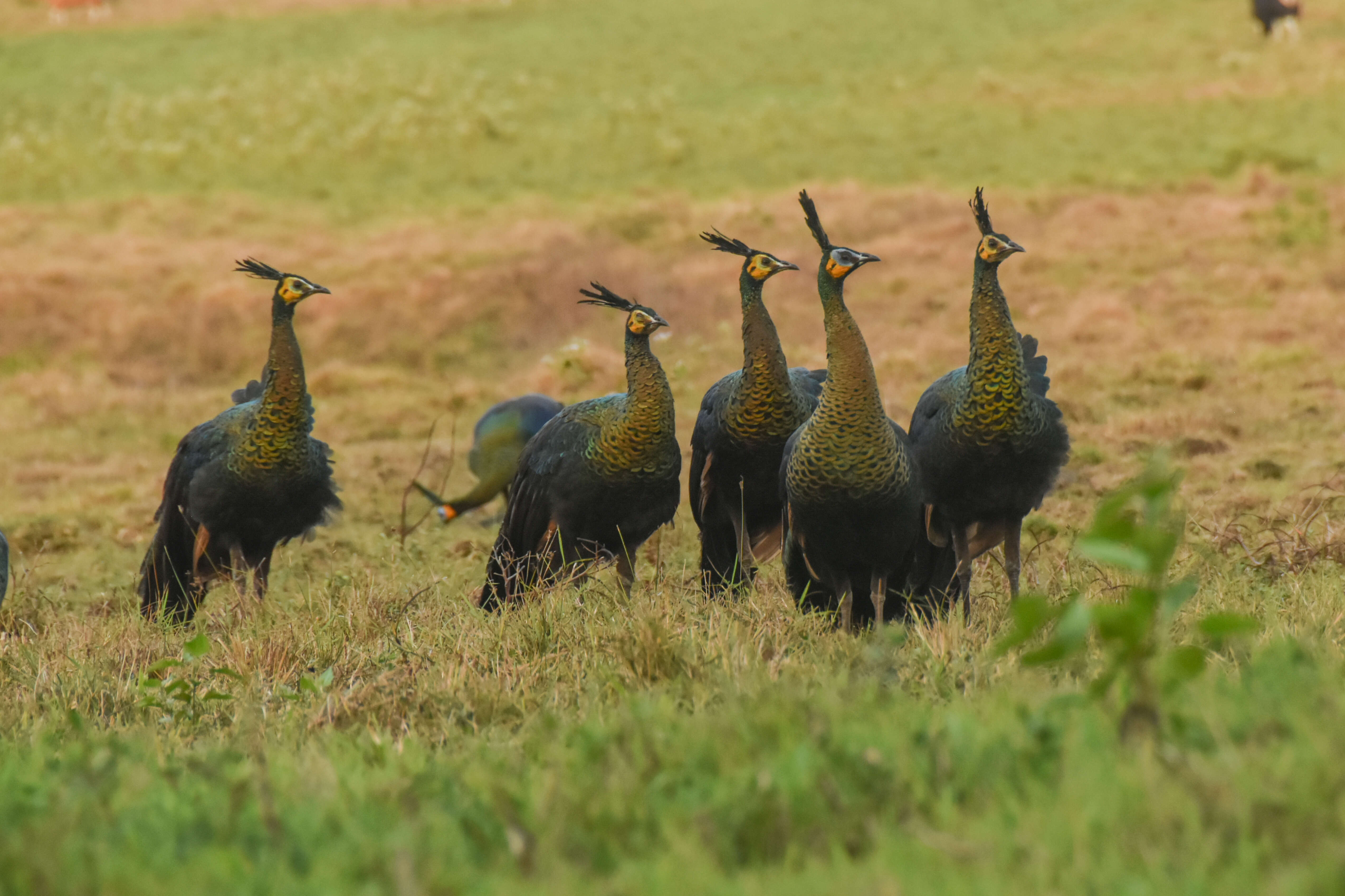 Image of Green Peafowl