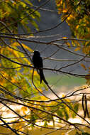 Image of Black Drongo