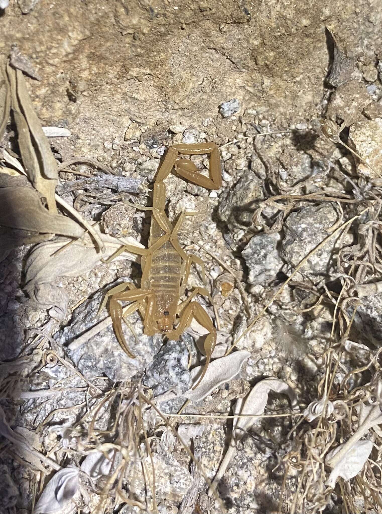 Image of Arizona Bark Scorpion