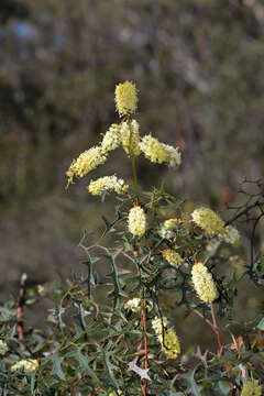 Image of Grevillea flexuosa (Lindl.) Meissner