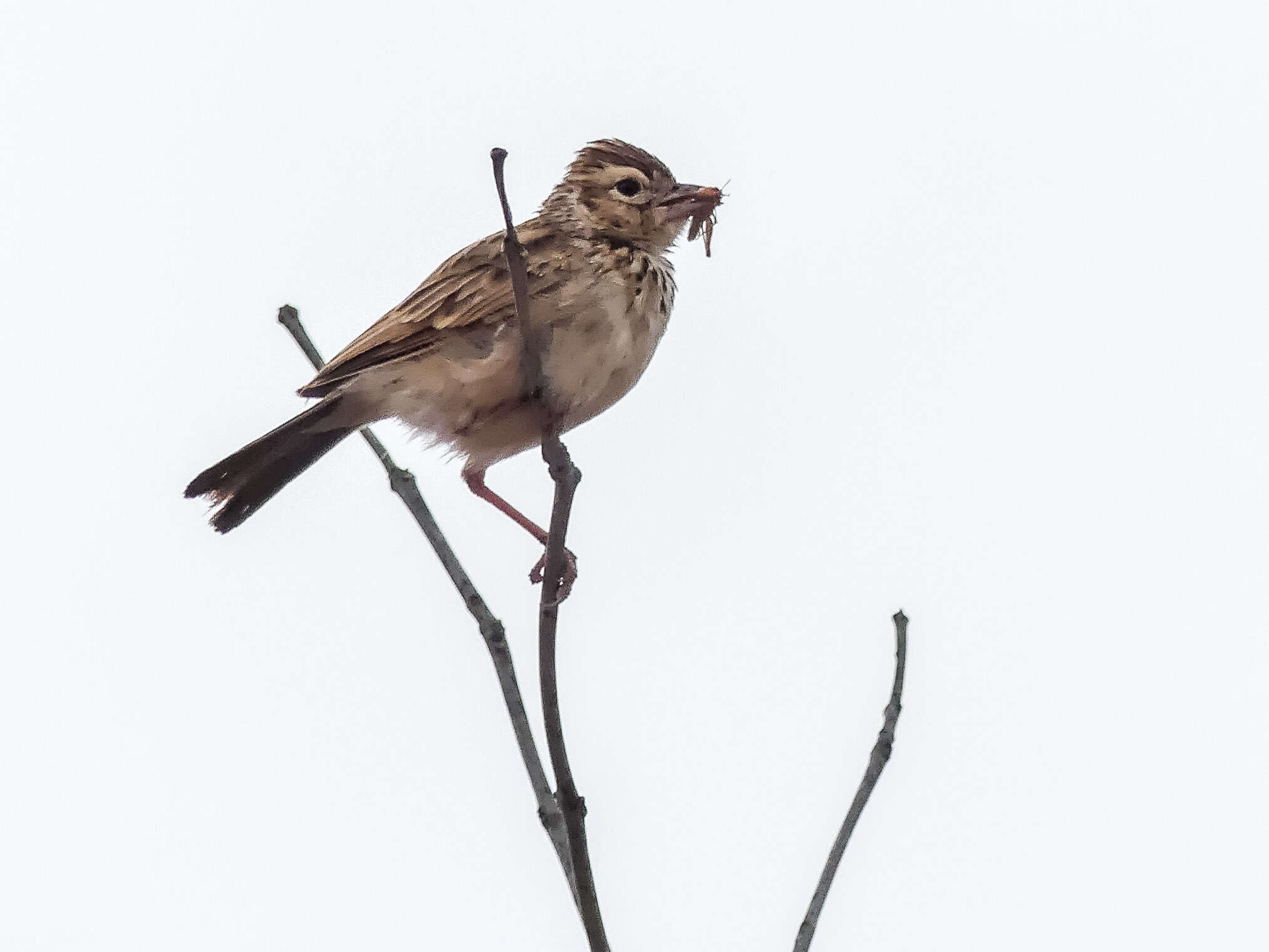 Image of Indian Bush Lark