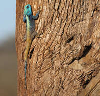 Image of Black-necked Agama