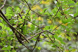 Image of Magnolia Warbler