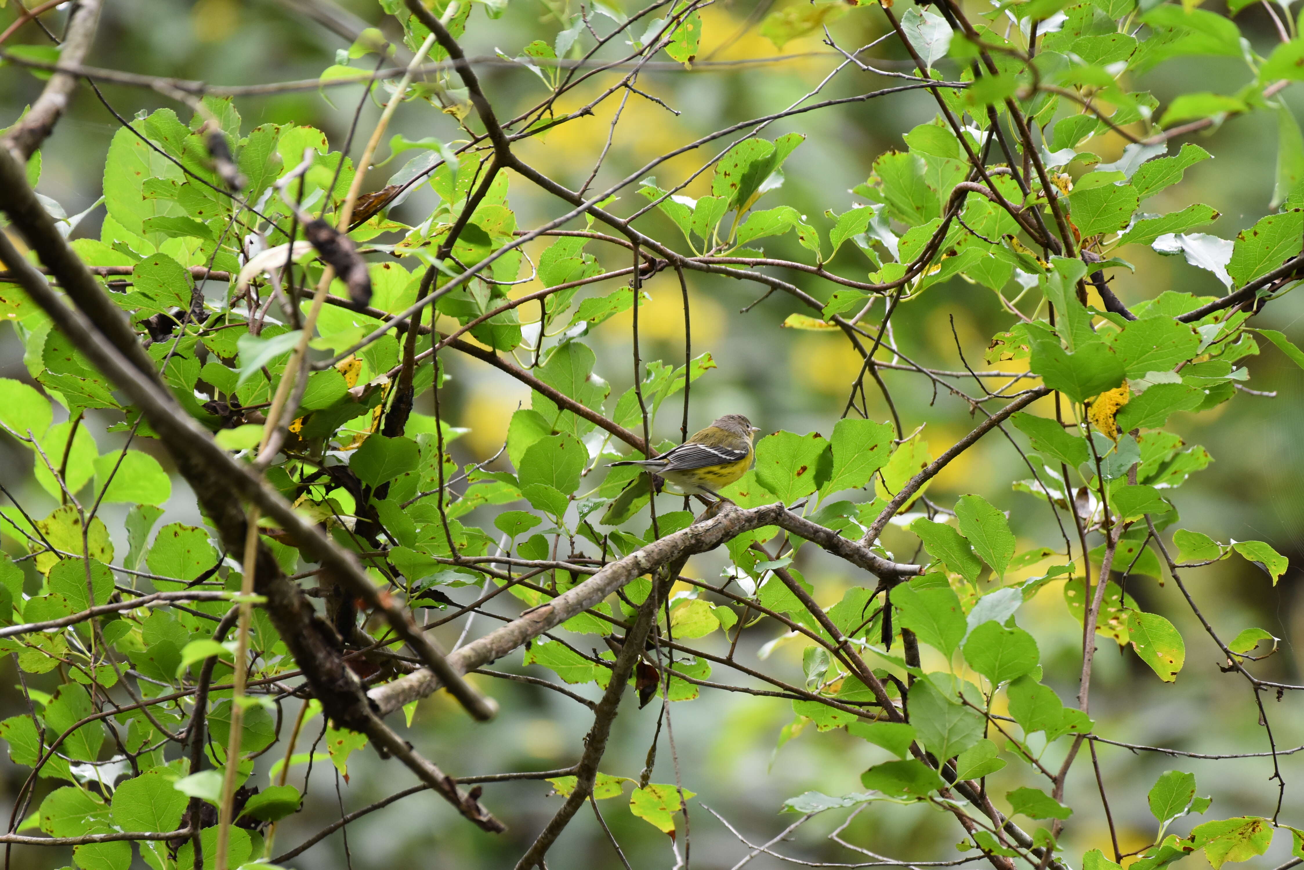 Image of Magnolia Warbler