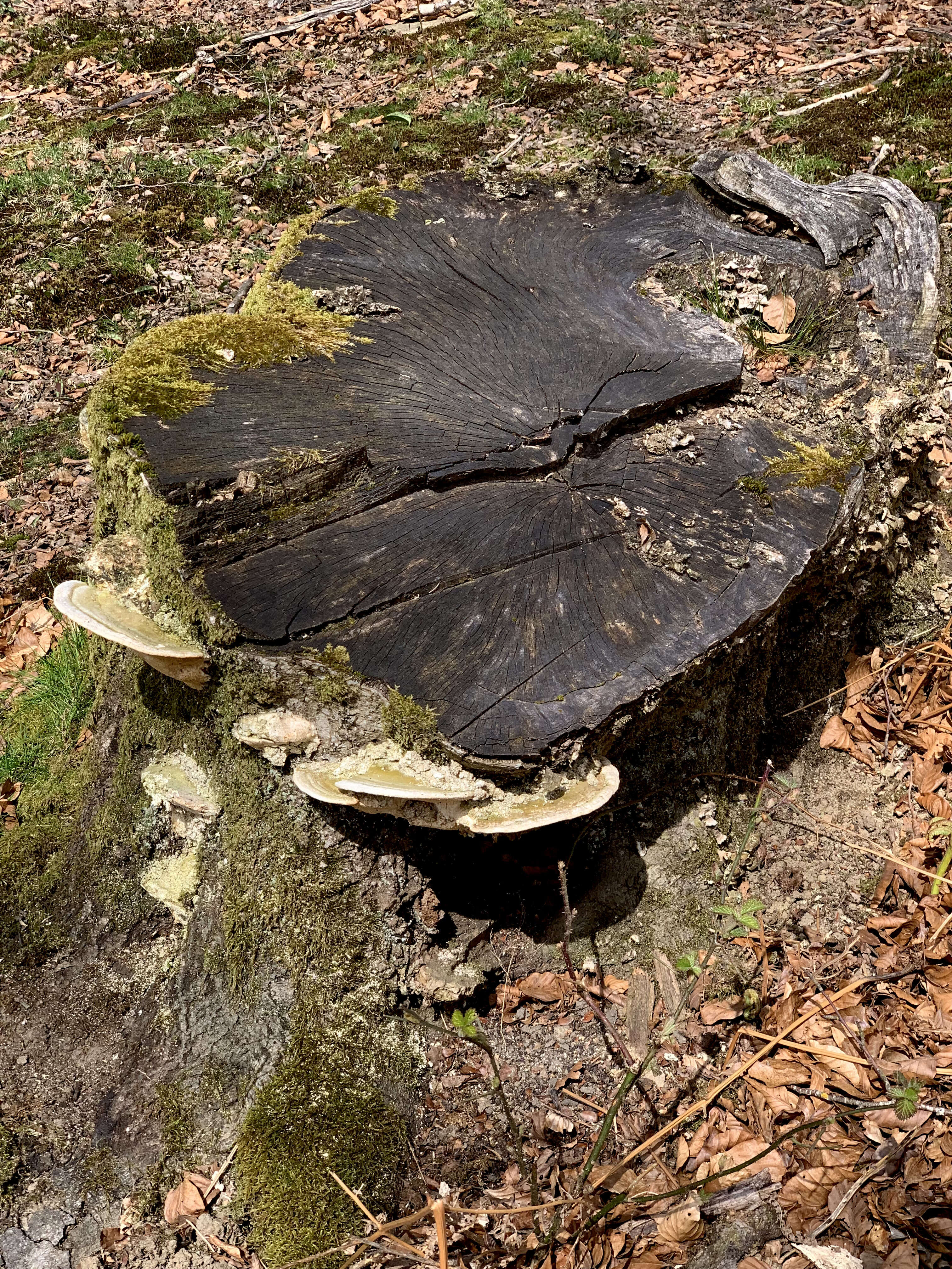 صورة Trametes gibbosa (Pers.) Fr. 1838