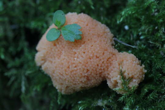 Image of Tubifera ferruginosa