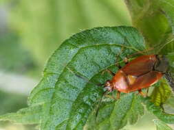 Image of red capsid bug