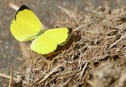 Image de Eurema hecabe (Linnaeus 1758)