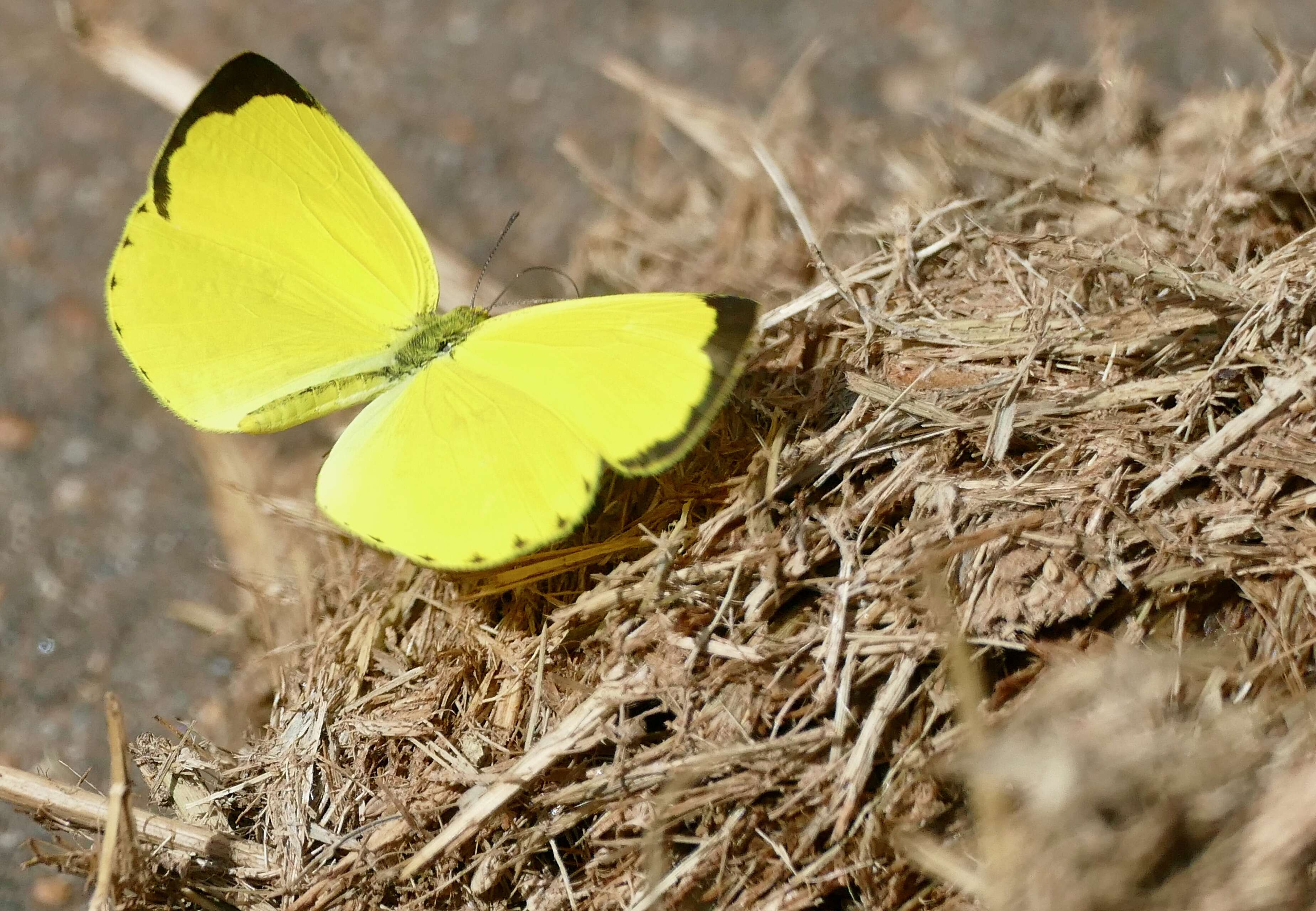 Слика од Eurema hecabe (Linnaeus 1758)