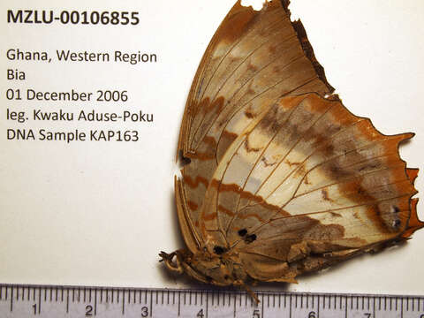 Imagem de Charaxes protoclea Feisthamel 1850