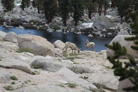 Image of Sierra Nevada bighorn sheep