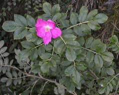 Image of japanese rose