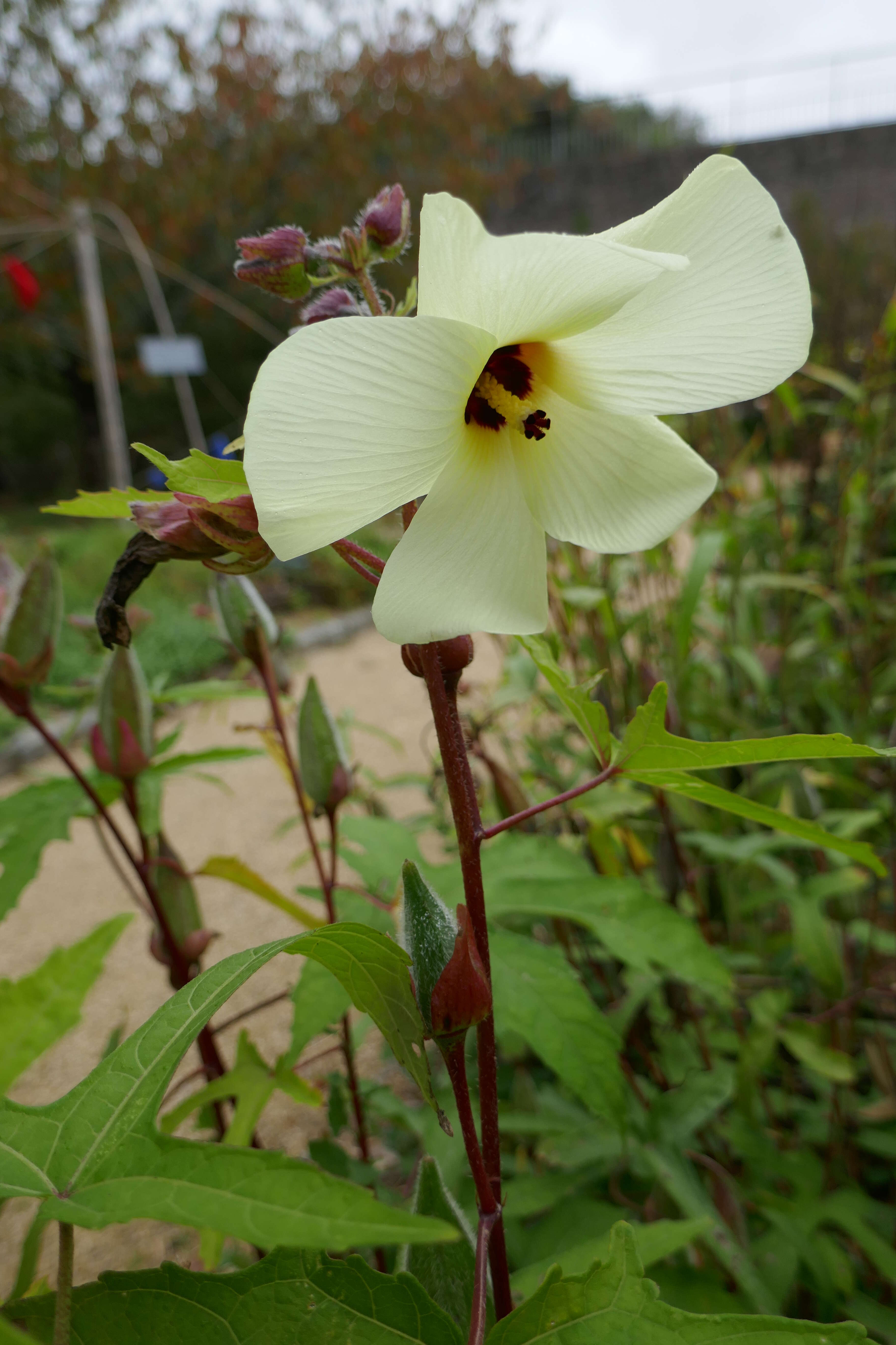 Image of okra