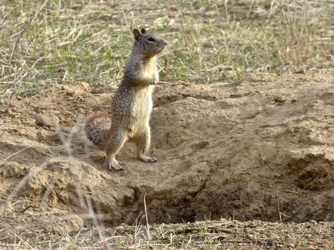 Image of California ground squirrel