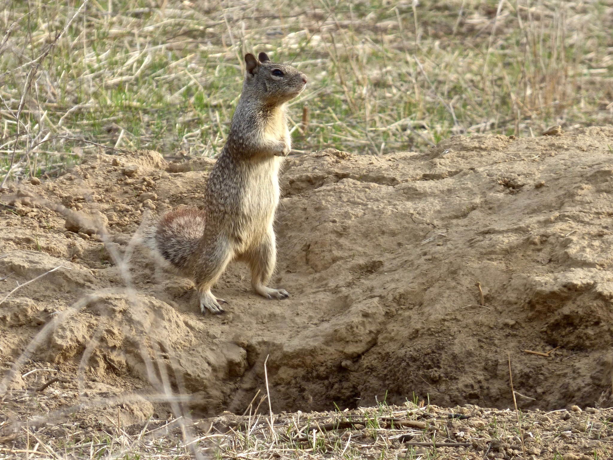 California Ground Squirrel Encyclopedia Of Life