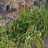 Image of Bog asphodel