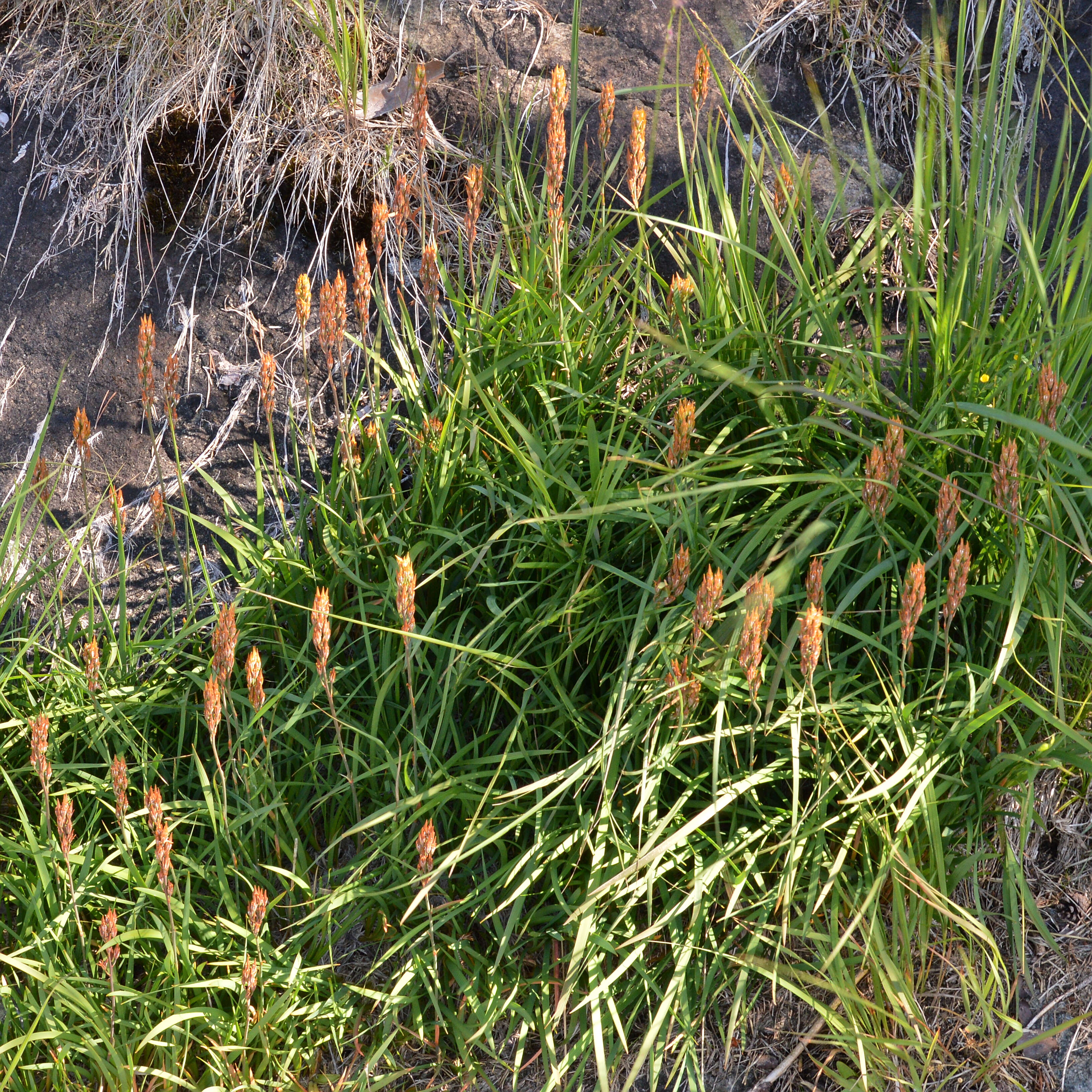 Image of Bog asphodel