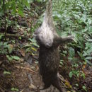 Image of African Brush-tailed Porcupine
