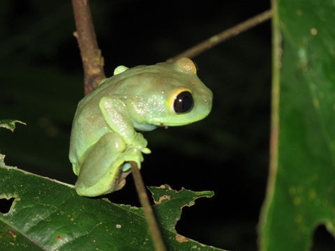 Image of Uluguru forest tree frog