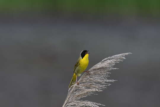 Geothlypis trichas (Linnaeus 1766) resmi