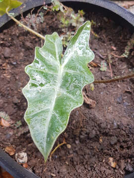 Imagem de Alocasia sanderiana W. Bull