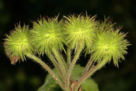 Image of African hemp