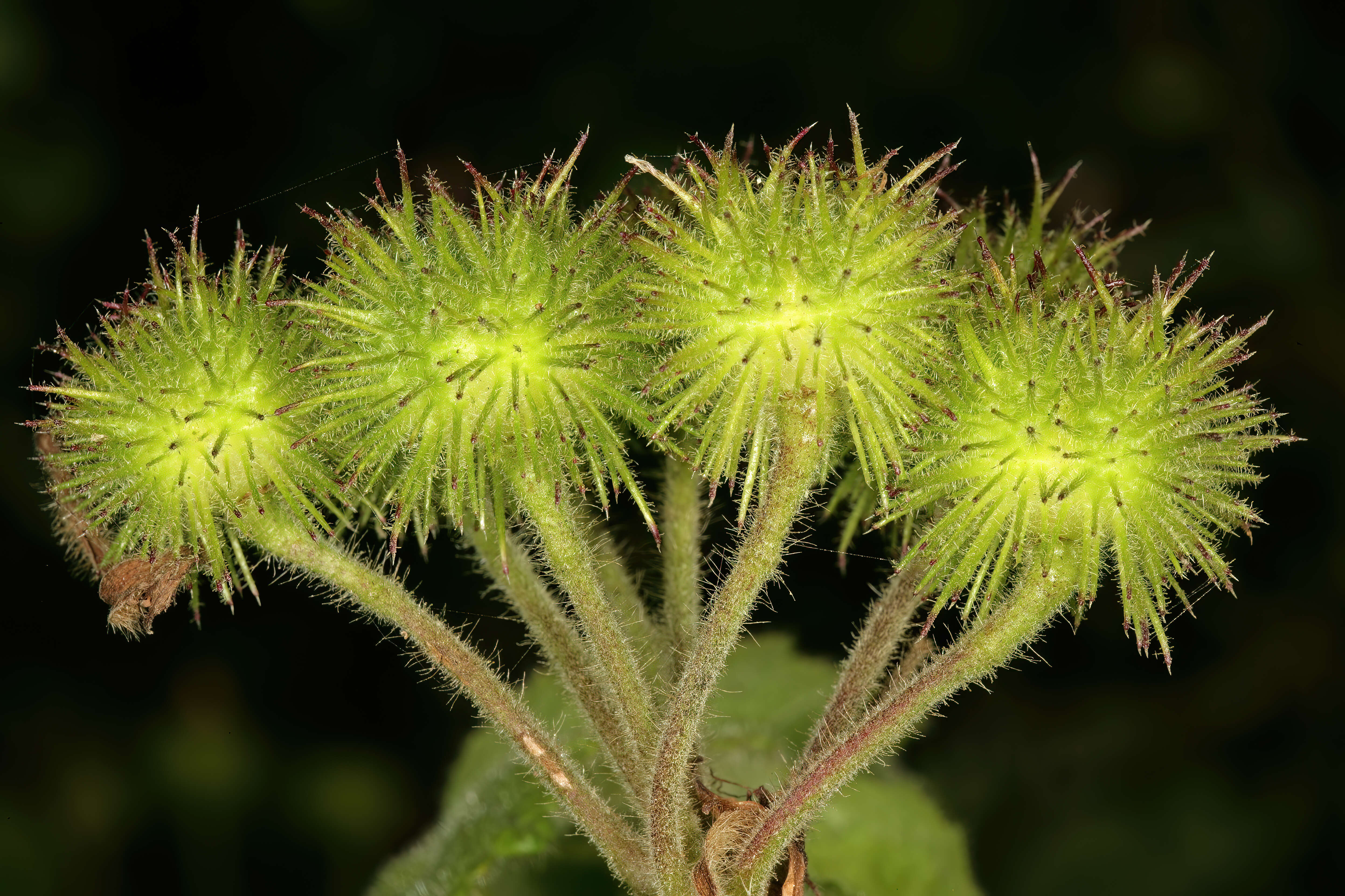 Image of African hemp