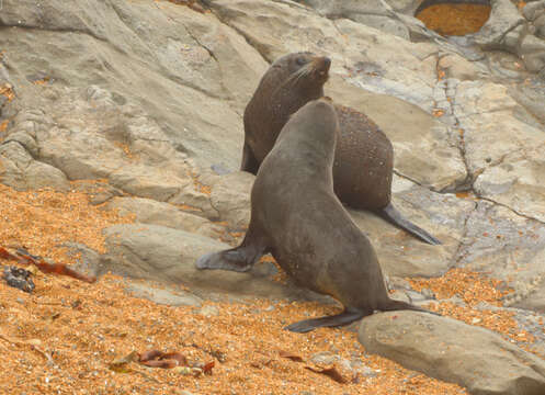 Image of Antipodean Fur Seal