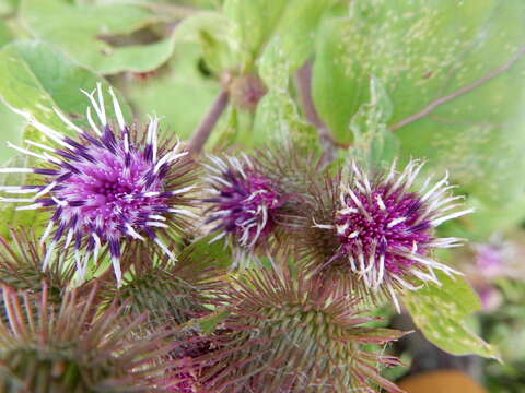 Image of common burdock