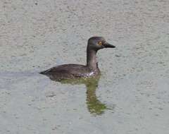 Image of Least Grebe