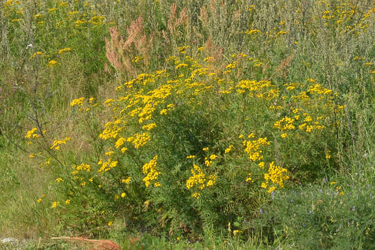 Image of common tansy