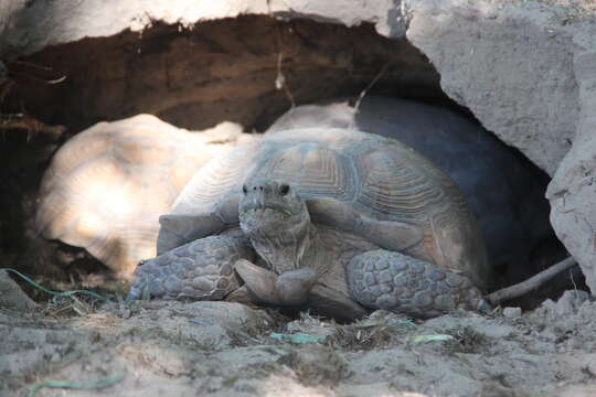 Image of spurred tortoise