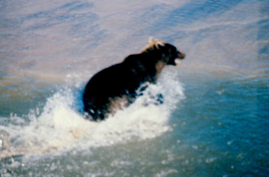 Image of Brown Bear