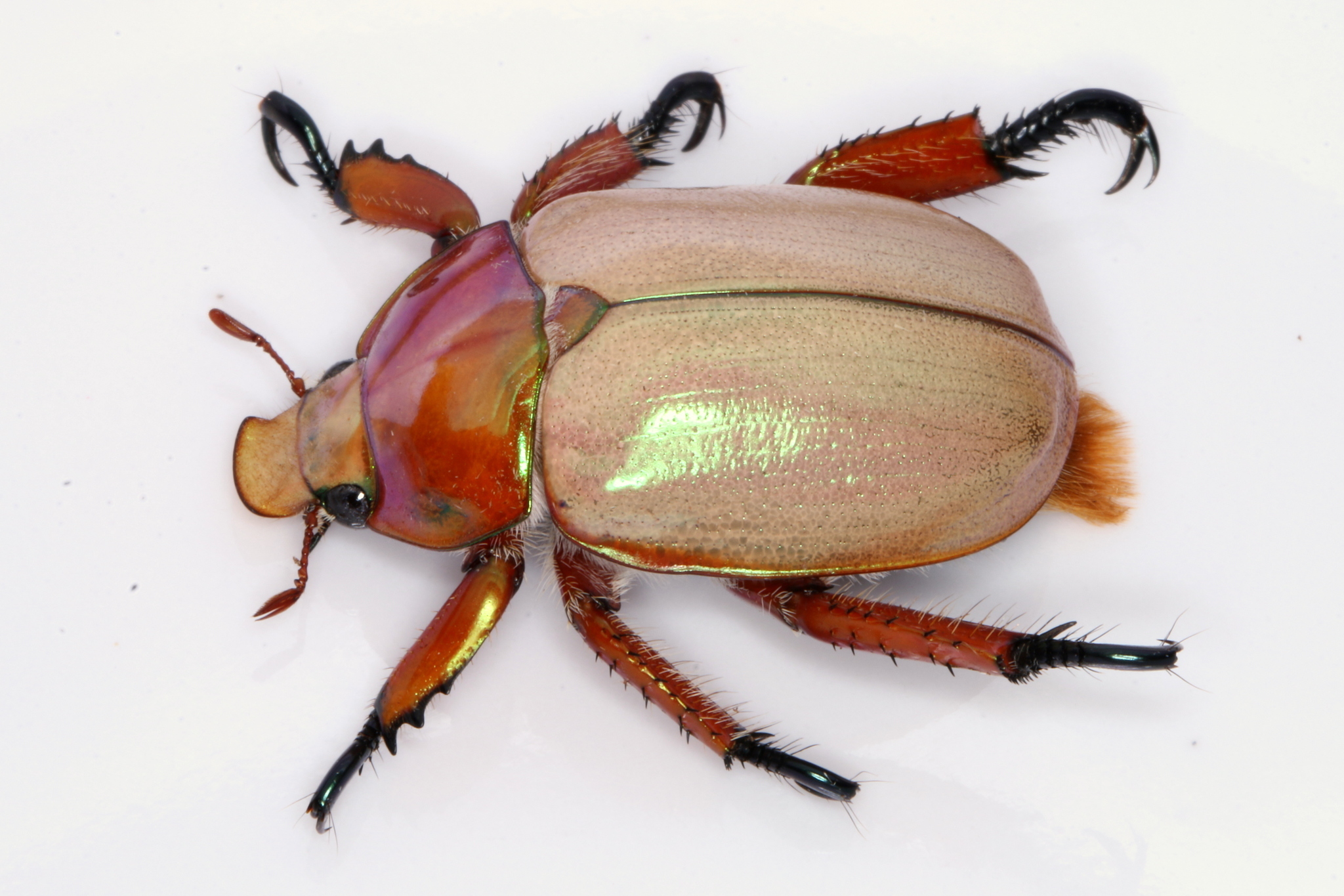 Image of Queen Beetle