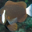 Image of McCulloch&;s Anemonefish