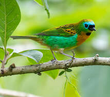 Image of Brassy-breasted Tanager