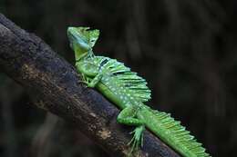 Image of Green Basilisk